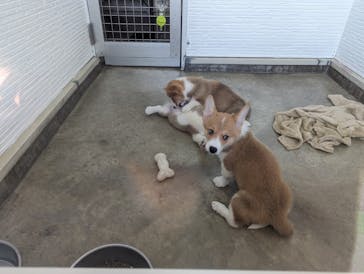 つくばわんわんランドに投稿された画像（2023/6/18）