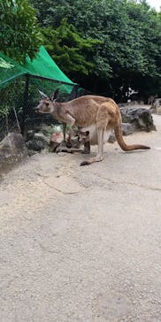 伊豆シャボテン動物公園に投稿された画像（2023/6/18）