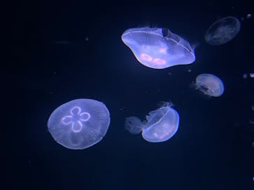 サンシャイン水族館に投稿された画像（2023/6/18）