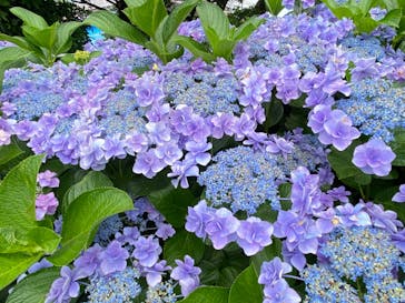 ニューヨークランプミュージアム＆フラワーガーデンに投稿された画像（2023/6/18）