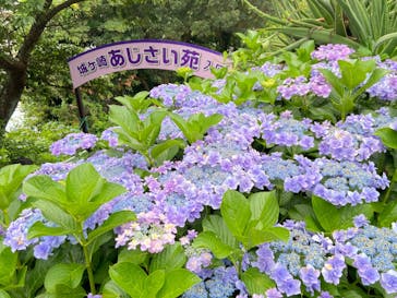 ニューヨークランプミュージアム＆フラワーガーデンに投稿された画像（2023/6/18）