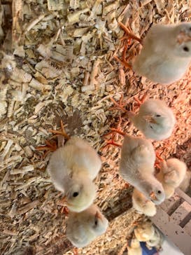 アニタッチみなとみらいに投稿された画像（2023/6/18）