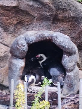 サンシャイン水族館に投稿された画像（2023/6/18）
