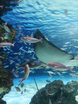 サンシャイン水族館に投稿された画像（2023/6/18）
