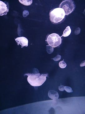 サンシャイン水族館に投稿された画像（2023/6/18）