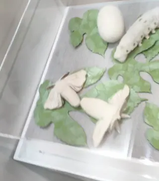 ひらかたパークに投稿された画像（2023/6/18）