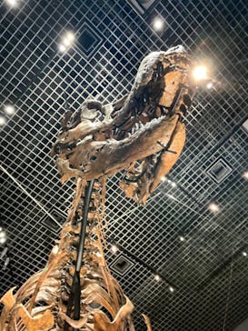 特別展「恐竜博2023」に投稿された画像（2023/6/18）