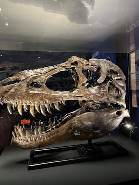 特別展「恐竜博2023」に投稿された画像（2023/6/18）