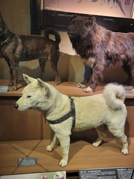 国立科学博物館に投稿された画像（2023/6/18）