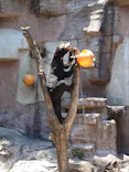 天王寺動物園に投稿された画像（2023/6/18）