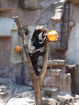 天王寺動物園に投稿された画像（2023/6/18）