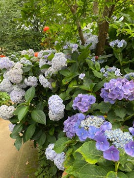 横浜イングリッシュガーデンに投稿された画像（2023/6/18）