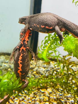 鴨川シーワールドに投稿された画像（2023/6/18）