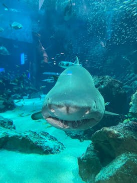 マリンワールド海の中道に投稿された画像（2023/6/18）