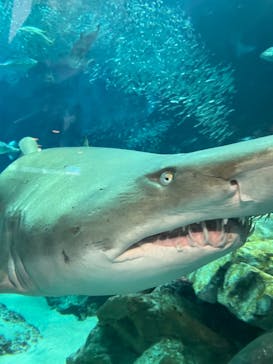マリンワールド海の中道に投稿された画像（2023/6/18）