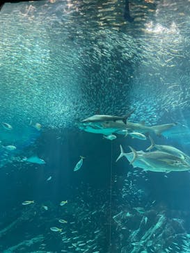 マリンワールド海の中道に投稿された画像（2023/6/18）