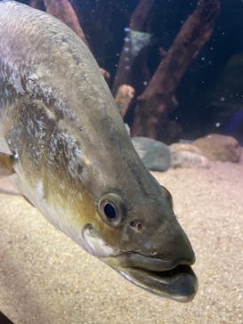 カワスイ 川崎⽔族館に投稿された画像（2023/6/18）