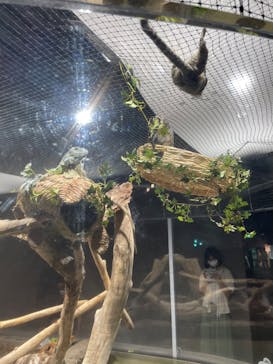 カワスイ 川崎⽔族館に投稿された画像（2023/6/18）