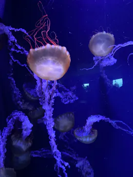 すみだ水族館に投稿された画像（2023/6/18）