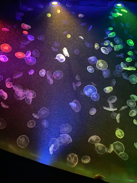 すみだ水族館に投稿された画像（2023/6/18）