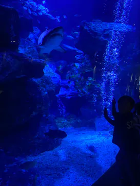 すみだ水族館に投稿された画像（2023/6/18）