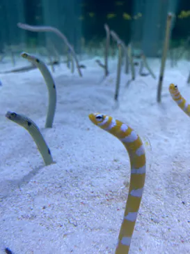 すみだ水族館に投稿された画像（2023/6/18）