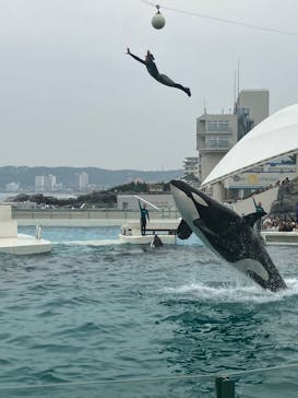 鴨川シーワールドに投稿された画像（2023/6/18）