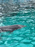 名古屋港水族館に投稿された画像（2023/6/19）
