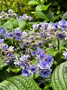 横浜イングリッシュガーデンに投稿された画像（2023/6/18）