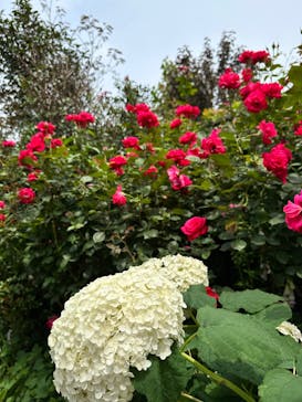 横浜イングリッシュガーデンに投稿された画像（2023/6/18）