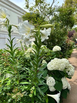 横浜イングリッシュガーデンに投稿された画像（2023/6/18）