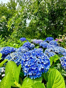 横浜イングリッシュガーデンに投稿された画像（2023/6/18）