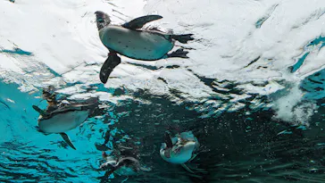 天王寺動物園に投稿された画像（2023/6/19）