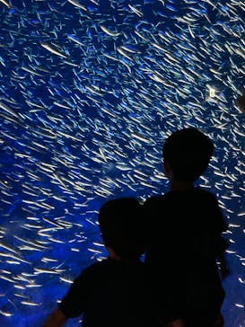 大分マリーンパレス水族館 「うみたまご」に投稿された画像（2023/6/19）