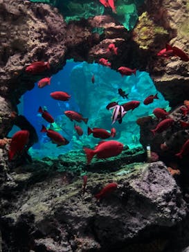 大分マリーンパレス水族館 「うみたまご」に投稿された画像（2023/6/19）