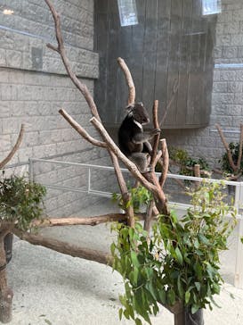 淡路ファームパーク イングランドの丘に投稿された画像（2023/6/19）