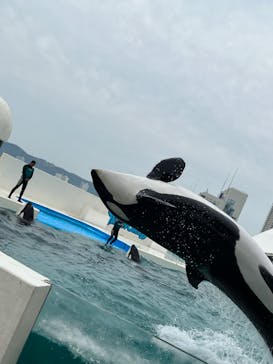 鴨川シーワールドに投稿された画像（2023/6/19）