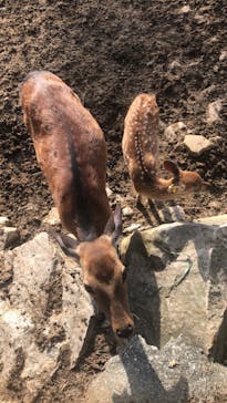 群馬サファリパークに投稿された画像（2023/6/19）