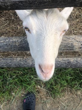 群馬サファリパークに投稿された画像（2023/6/19）