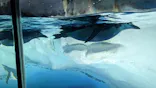 名古屋港水族館に投稿された画像（2023/6/19）