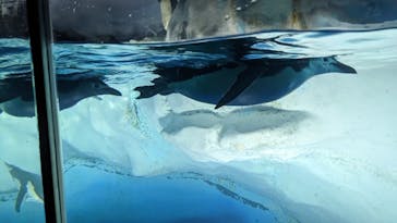 名古屋港水族館に投稿された画像（2023/6/19）