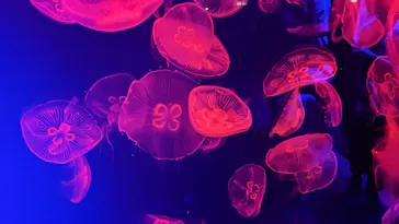 名古屋港水族館に投稿された画像（2023/6/19）