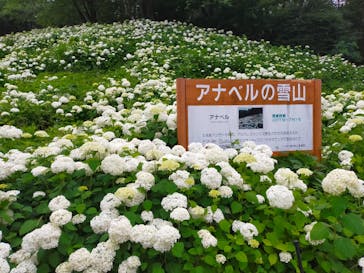 わんダフルネイチャーヴィレッジに投稿された画像（2023/6/19）