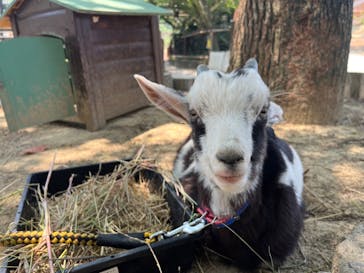 しろとり動物園に投稿された画像（2023/6/19）