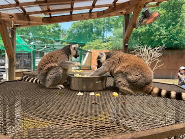 しろとり動物園に投稿された画像（2023/6/19）