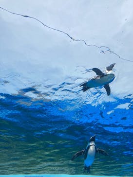 サンシャイン水族館に投稿された画像（2023/6/19）