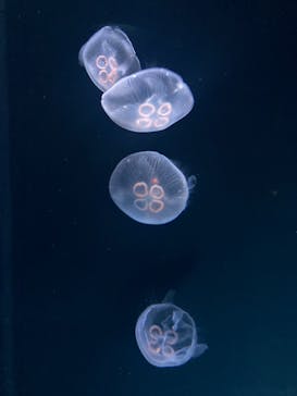 サンシャイン水族館に投稿された画像（2023/6/19）