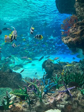 サンシャイン水族館に投稿された画像（2023/6/19）