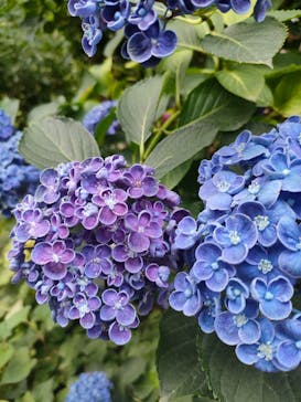 横浜イングリッシュガーデンに投稿された画像（2023/6/19）