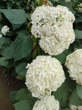 横浜イングリッシュガーデンに投稿された画像（2023/6/19）